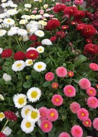 Bellis perennis 'Pomponette Mix'